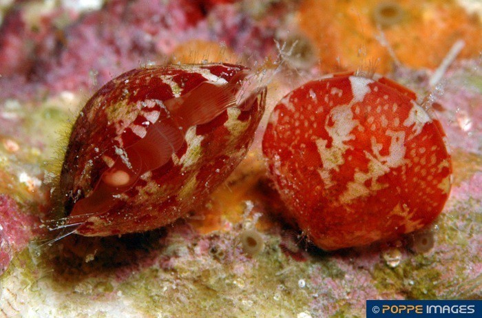 Представитель Семейства Frenulinidae